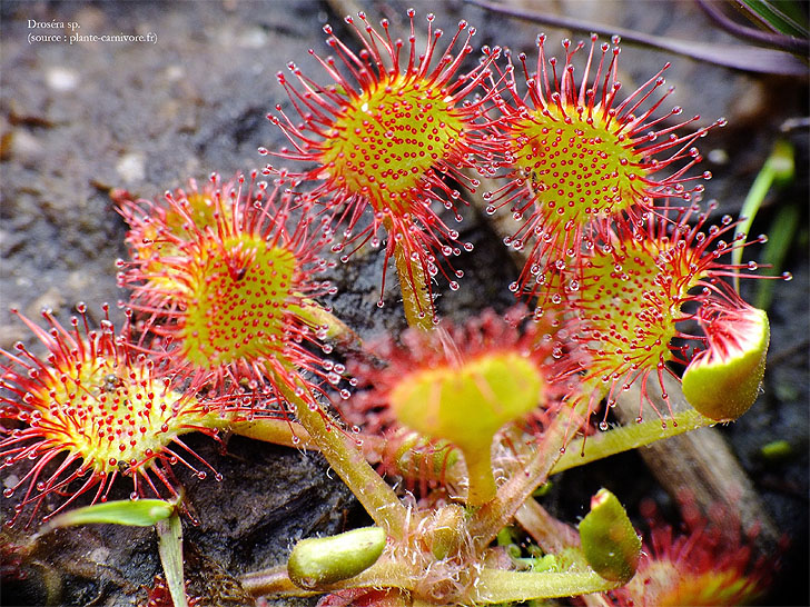 Les Droséras - Les plantes Carnivores du Québec - Plantes des tourbières - Plantes insectivores