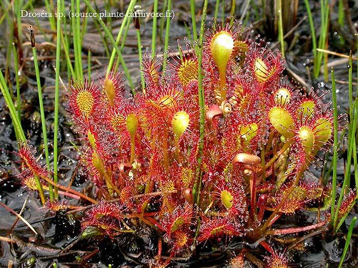 Droséra. Les plantes Carnivores du Québec - Plantes des milieux humides