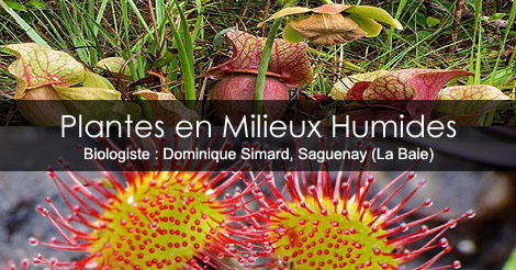 Plantes Carnivores du Québec - Les Plantes en Milieux humides - Photos plantes carnivores