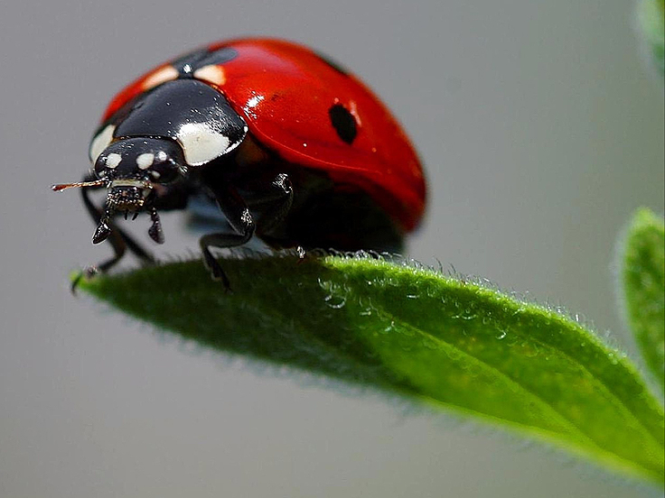 Les insectes utiles attirés par certaines plantes