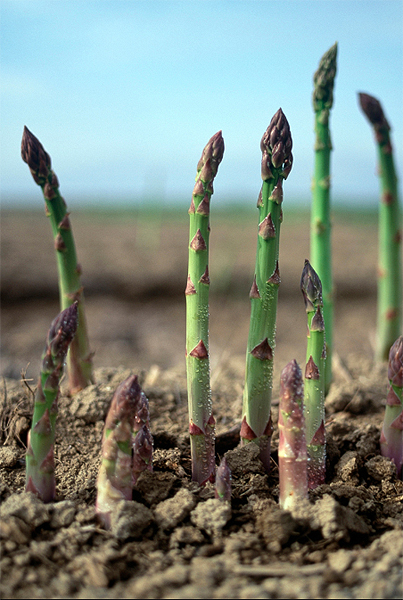 L'Asperge