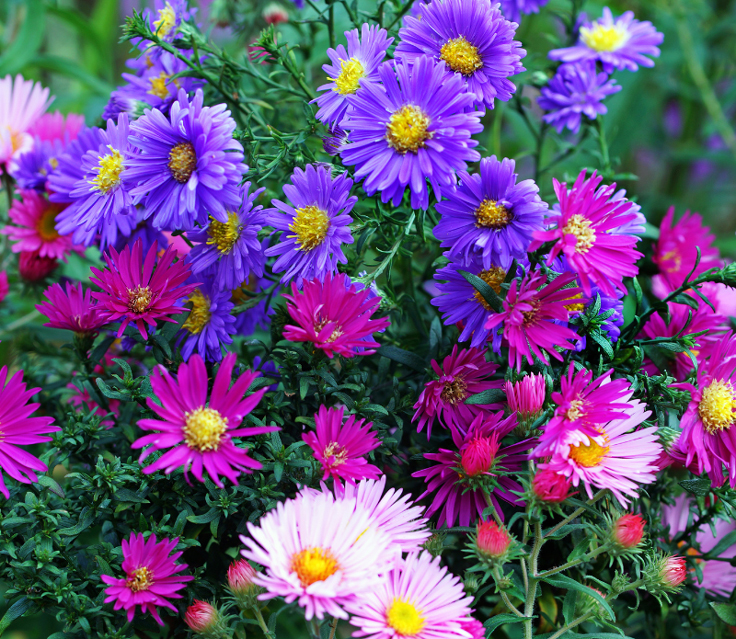 Aster