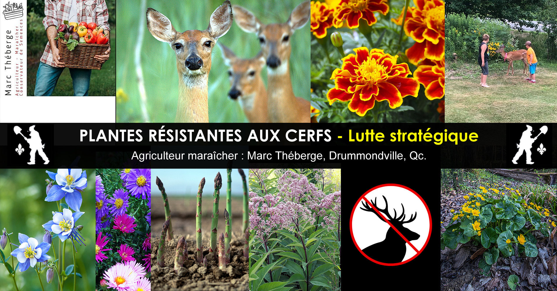 Plantes Rsistantes aux Cerfs ou Chevreuils - Lutte Stratgique au Jardin