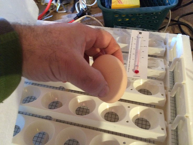 Placer les oeufs dans la couveuse munie d'un tourneur