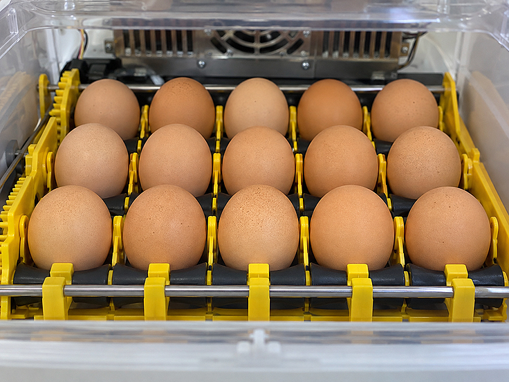 Il existe plusieurs modèles de tourneurs d’œufs sur le marché.