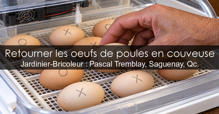 COMMENT PLACER LES ŒUFS DANS UNE COUVEUSE ET RÉUSSIR LEUR RETOURNEMENT ?