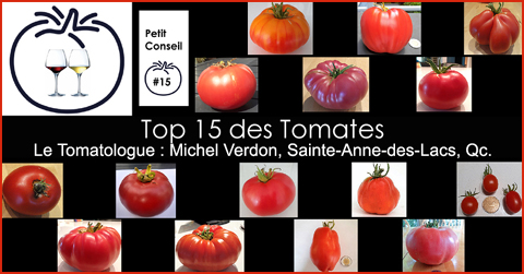Les meilleures variétés de tomates