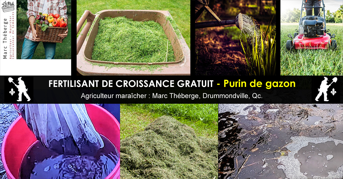 Purin de gazon - Fertilisant de croissance gratuit