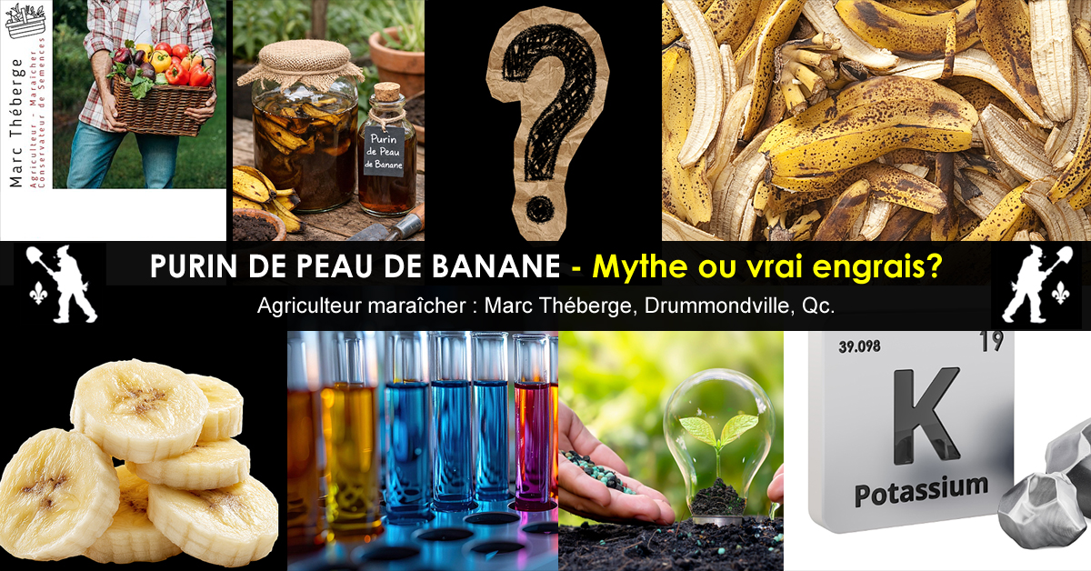 Efficacité réelle du purin de peau de banane