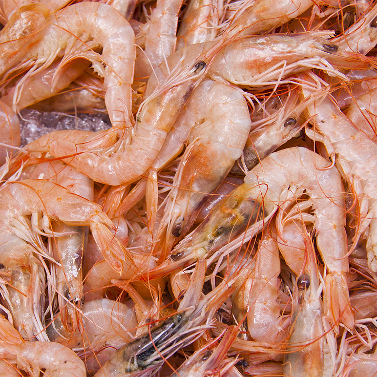 Résidus de crevettes dans certains composts