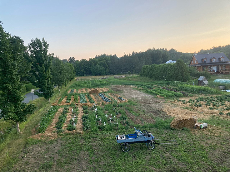 La rotation des cultures comme moyen de lutte aux ravageurs