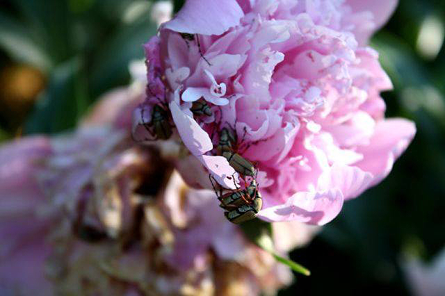 L'amour des rosiers par les Scarabées Japonais