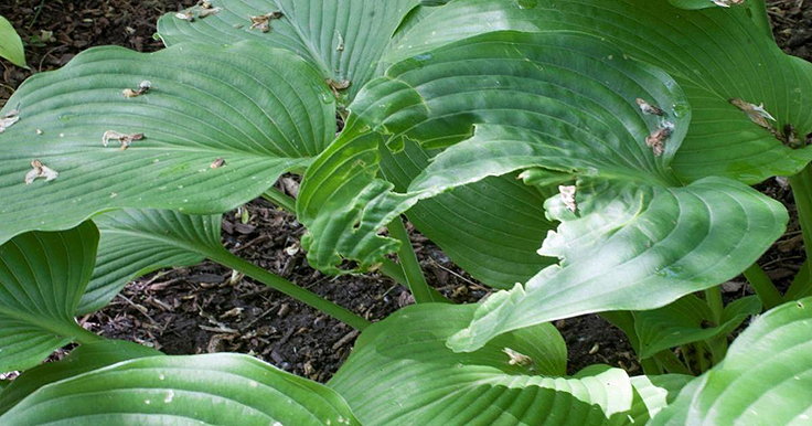 Hostas sacrifiés