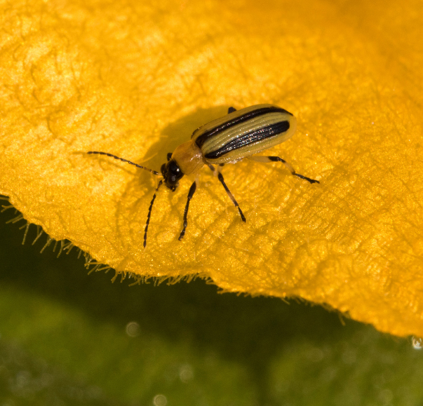 Chrysomèle rayée du concombre - Acalymma vittatum