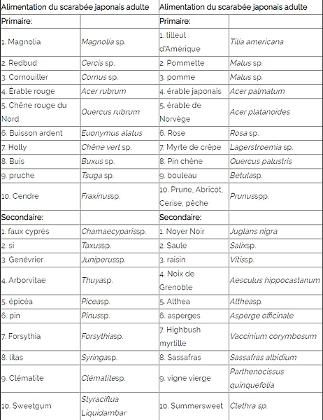 Alimentation du scarabée japonais