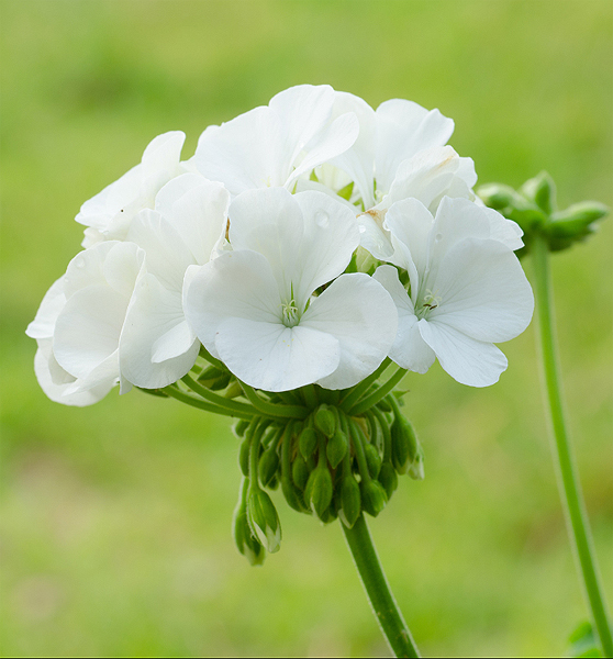 Géranium blanc pour endormir les Scarabées japonais