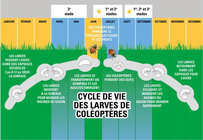 Scarabée japonais cycle de vie