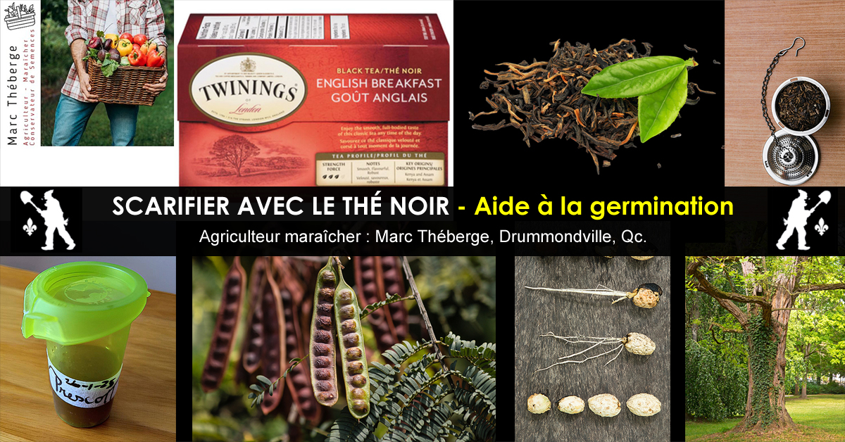 Scarification des semences