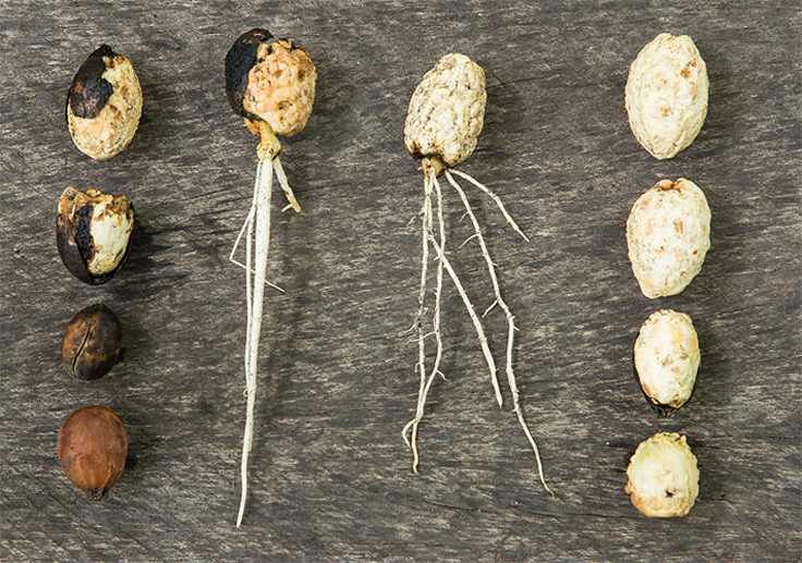 Germinaton des graines