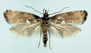Acrolepiopsis assectella