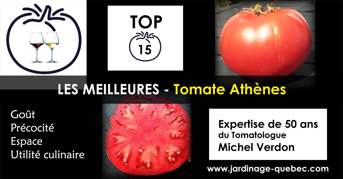 Tomate Athènes