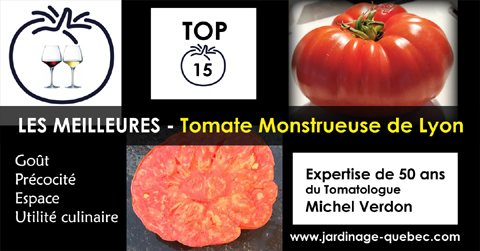 Tomate Monstrueuse de Lyon