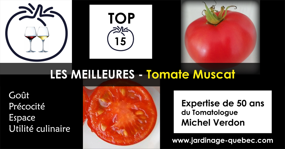 Tomate Muscat