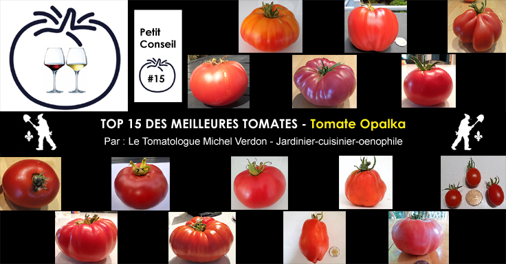 Tomate Opalka