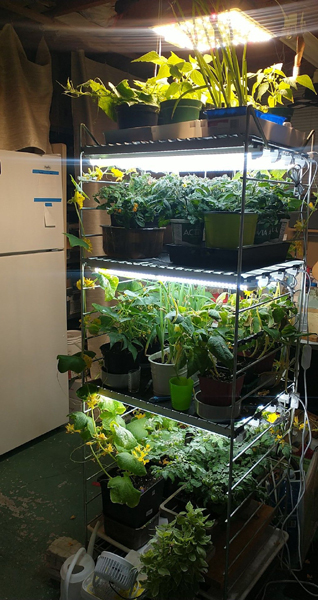 Semis de tomates