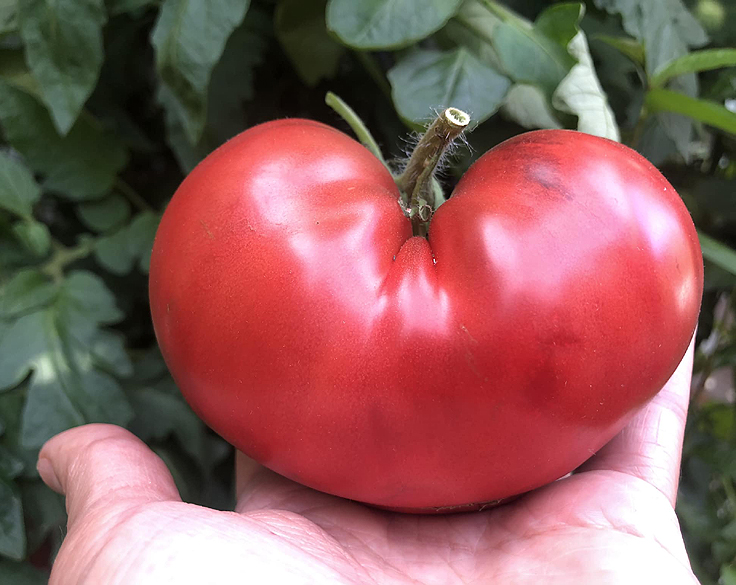 Tomate Black beauty