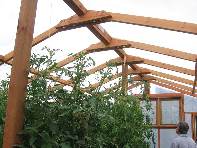 Tomates indéterminées
