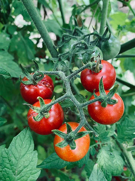 types de ports de tomates