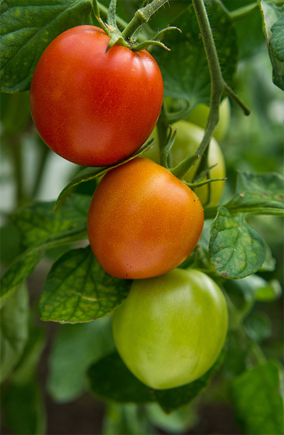 Mûrissement tomate