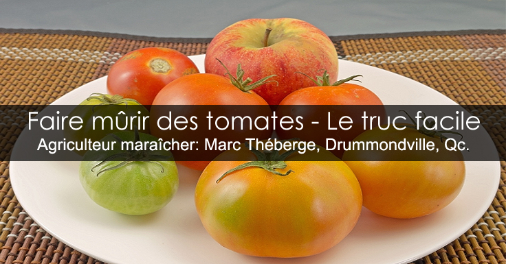 tomates vertes