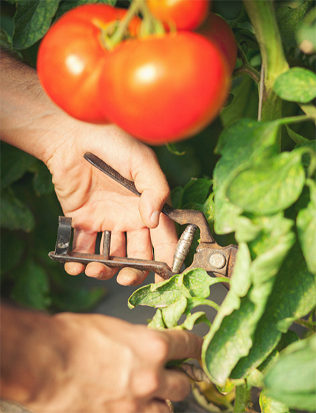 Enlever les feuilles de tomates