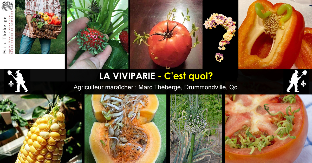 Viviparie