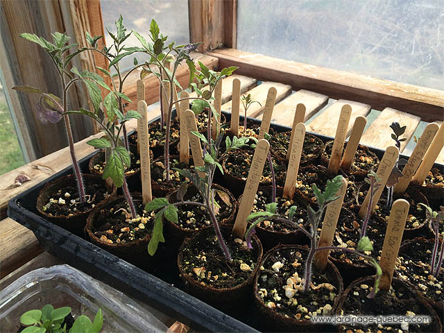 Croissance des Plants de tomates en serre - Semer des graines de tomates et faire pousser des plants de tomate