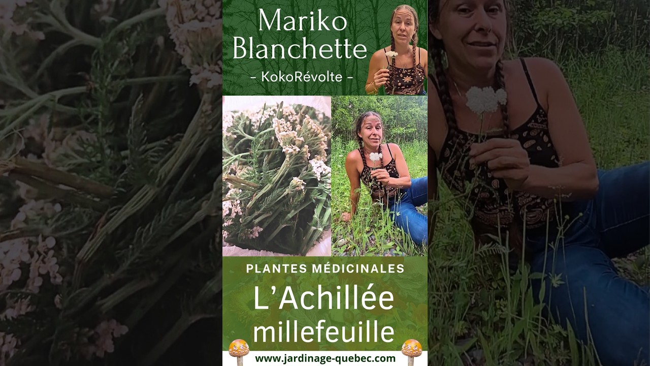 ACHILLÉE MILLEFEUILLE : VERTUS, BIENFAITS ET UTILISATIONS DE CETTE PLANTE MÉDICINALE