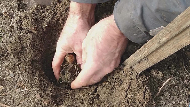 Planter l'ail