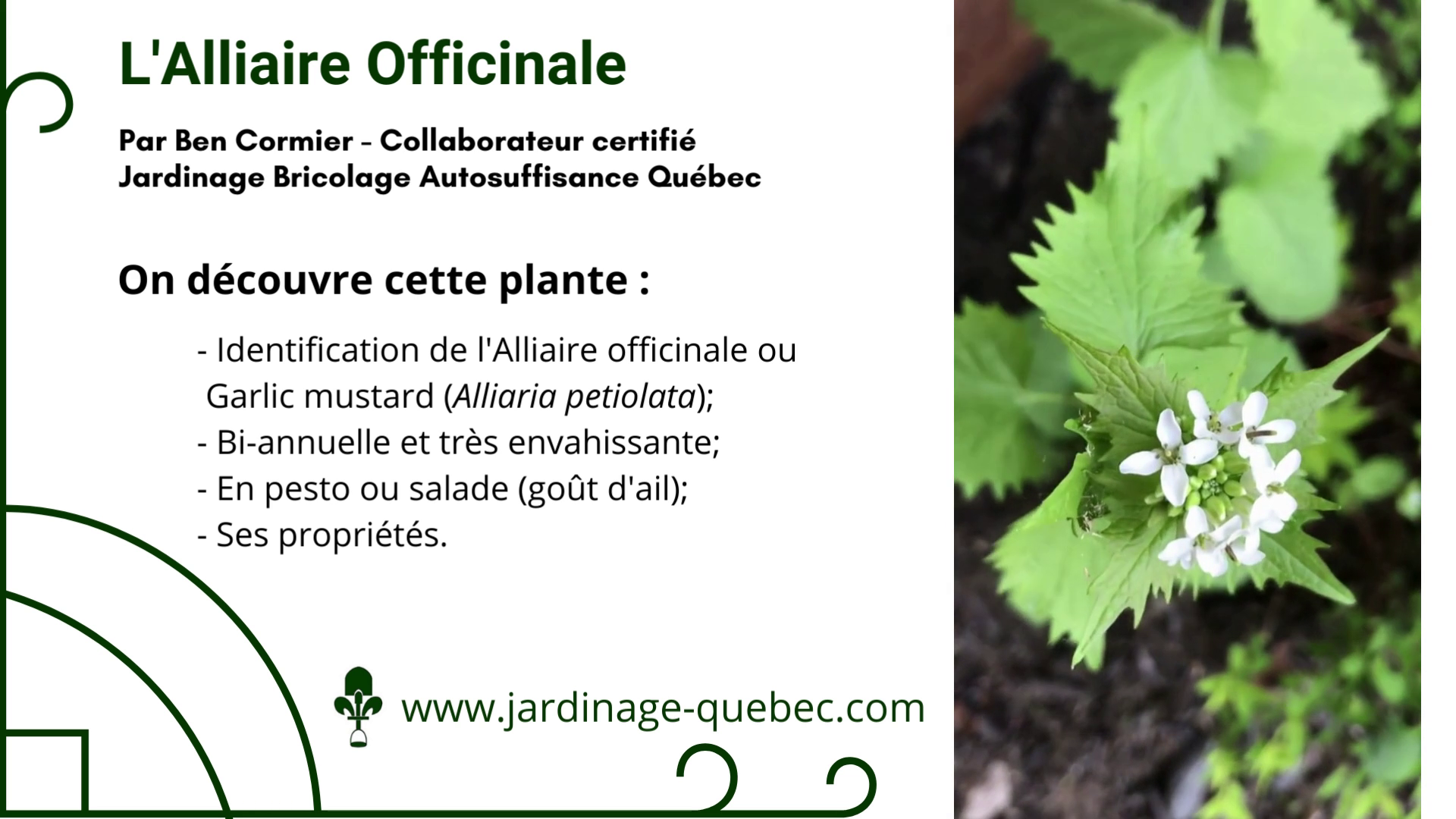 Alliaire officinale