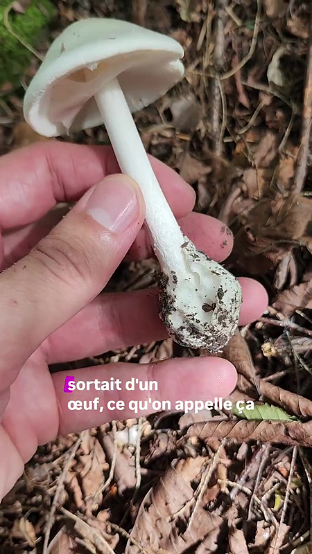 Reconnaître une amanite vireuse