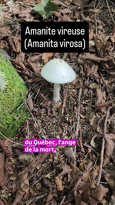 L'Amanite vireuse