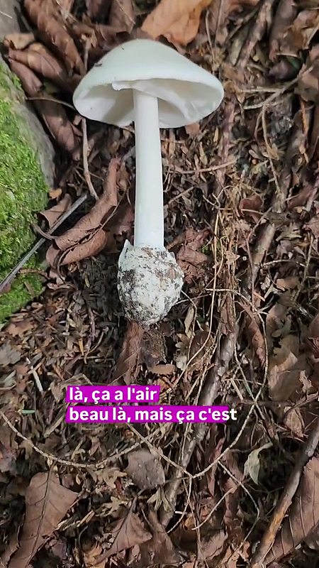 Le chapeau est blanc et généralement dépourvu des grosses verrues