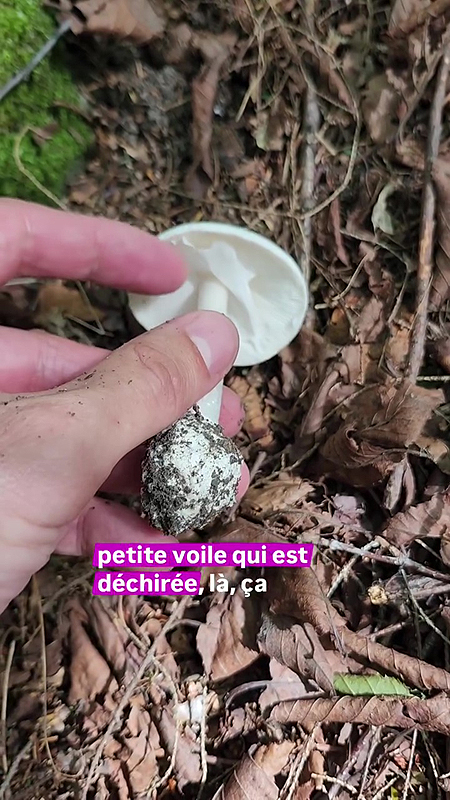 Lamelles blanches de l'amanite vireuse