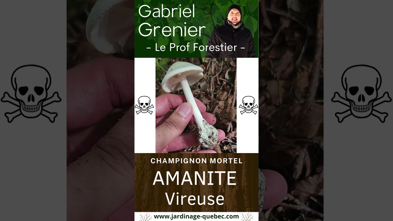 AMANITE VIREUSE : LE CHAMPIGNON LE PLUS TOXIQUE DU QUÉBEC