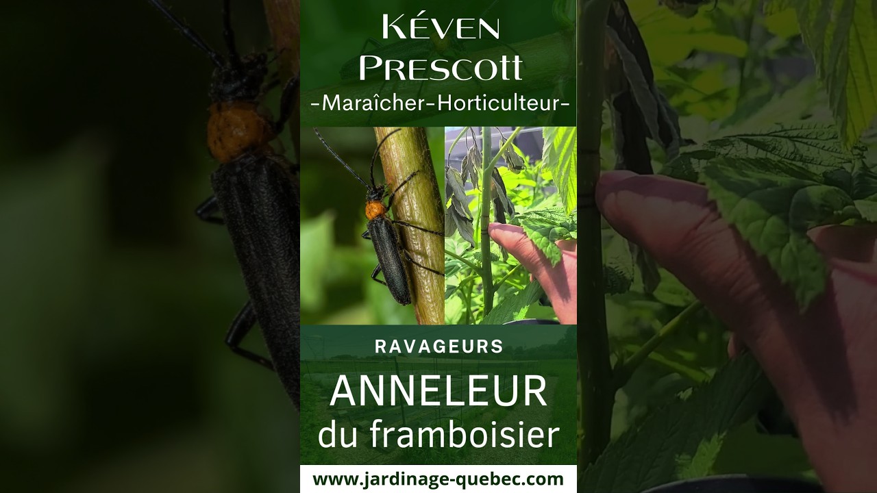 ANNELEUR DU FRAMBOISIER : POURQUOI LES TIGES FLÉTRISSENT ET COMMENT L’ÉLIMINER