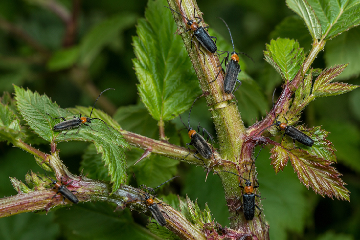 Individus adultes de Perce-tiges du framboisier