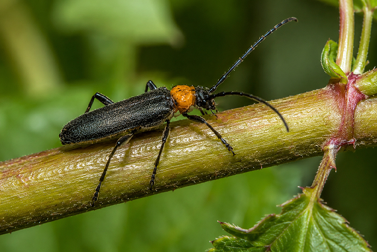 L’anneleur du framboisier - Oberea bimaculata