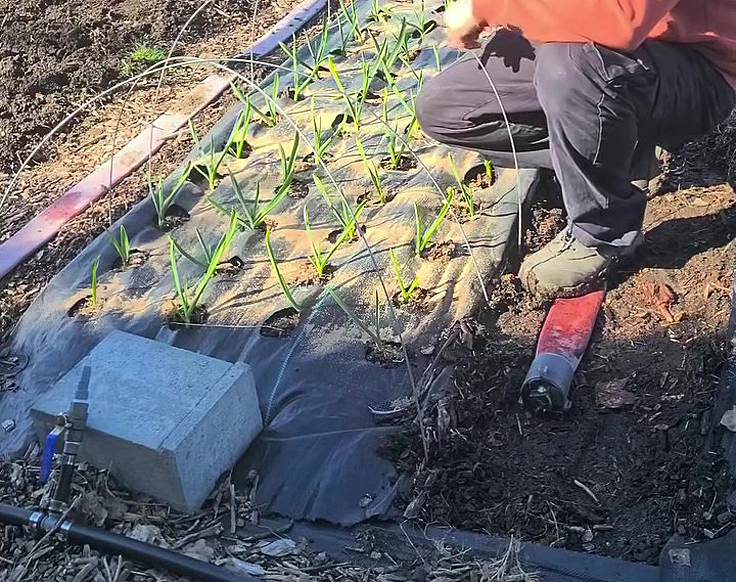 Technique du croisage de 2 arceaux au jardin potager