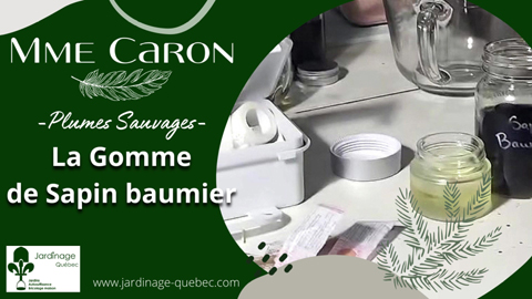 Gomme de sapain baumier